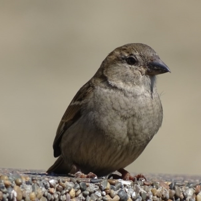 Passer domesticus