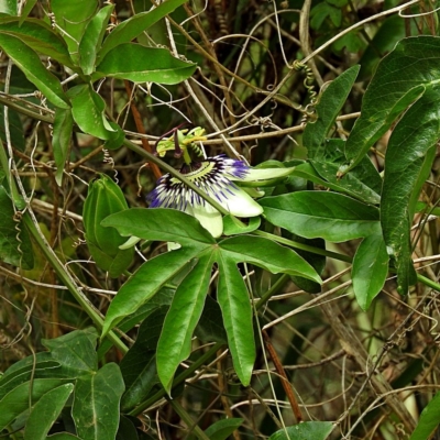 Passiflora caerulea