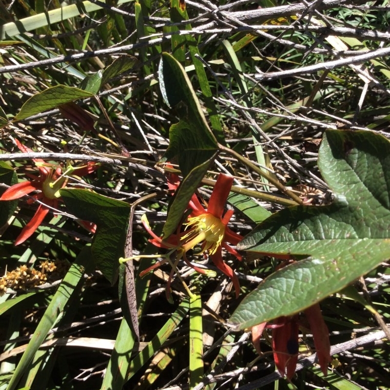 Passiflora cinnabarina