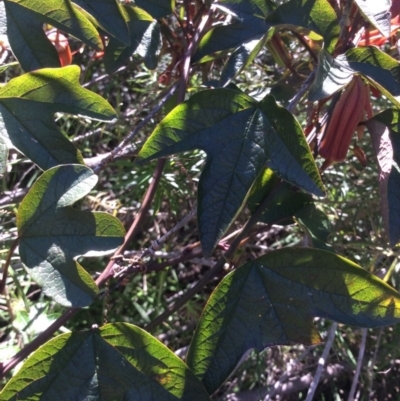 Passiflora cinnabarina