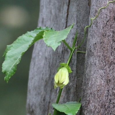 Passiflora edulis