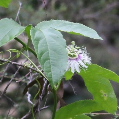 Passiflora edulis