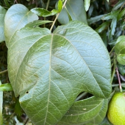 Passiflora herbertiana subsp. herbertiana