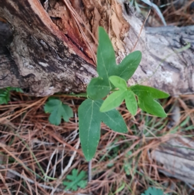 Passiflora sp.