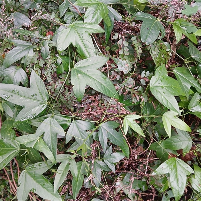 Passiflora suberosa