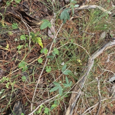 Passiflora subpeltata