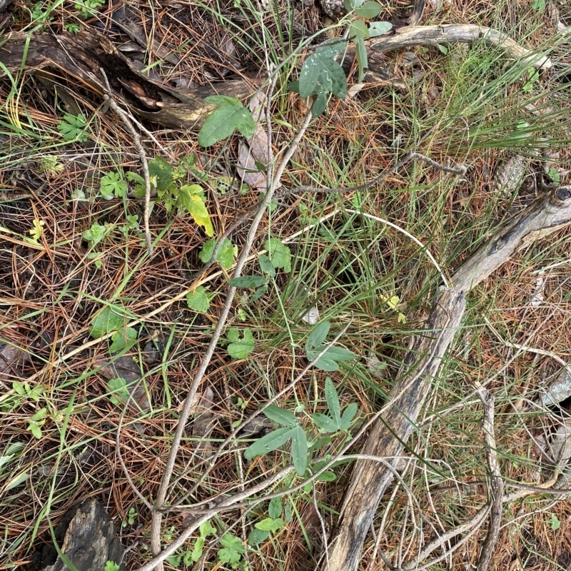 Passiflora subpeltata