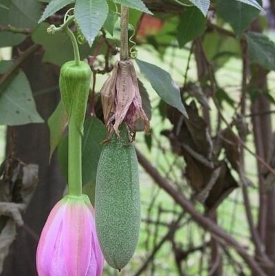 Passiflora tarminiana