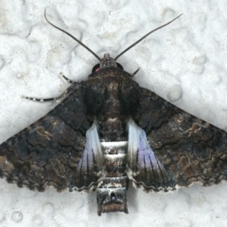 Male