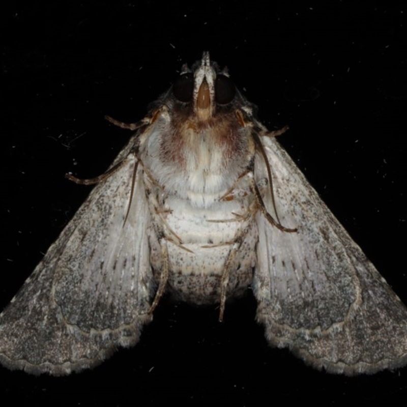 Underside