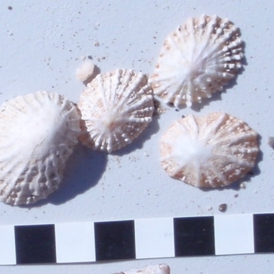 Patella (Scutellastra) peronii