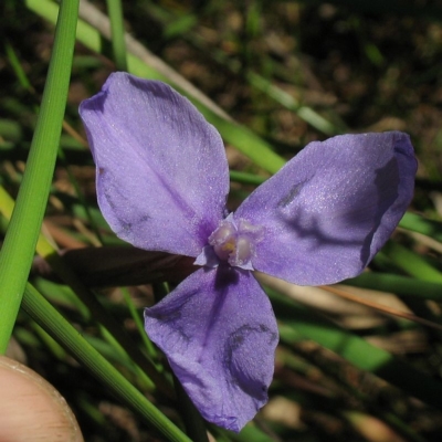 Patersonia fragilis