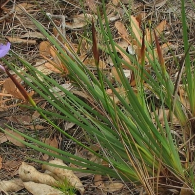 Patersonia glabrata