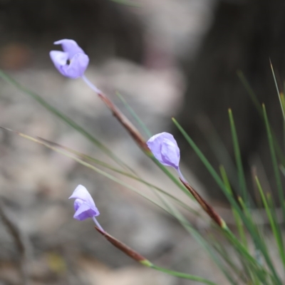 Patersonia glabrata