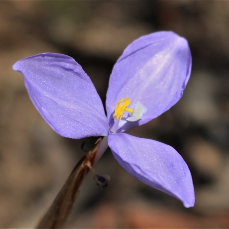 Patersonia sericea