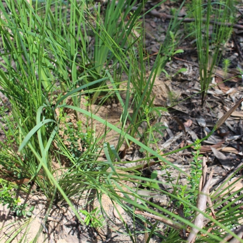 Patersonia sericea