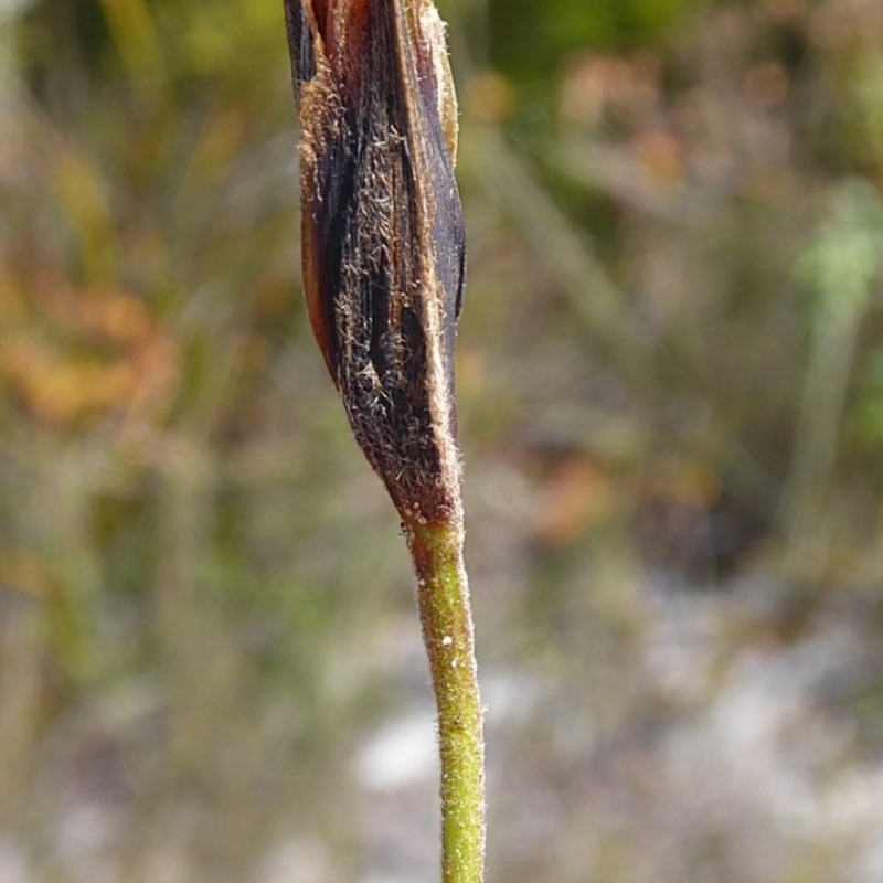 Patersonia sericea var. sericea