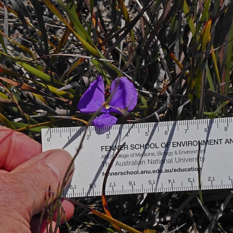 Patersonia sericea var. sericea