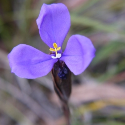 Patersonia sp.