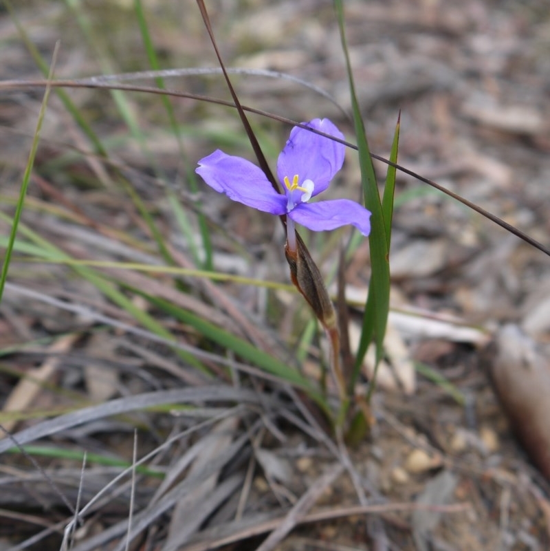 Patersonia sp.