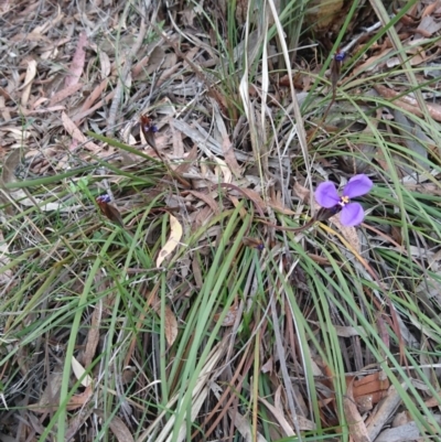 Patersonia sp.