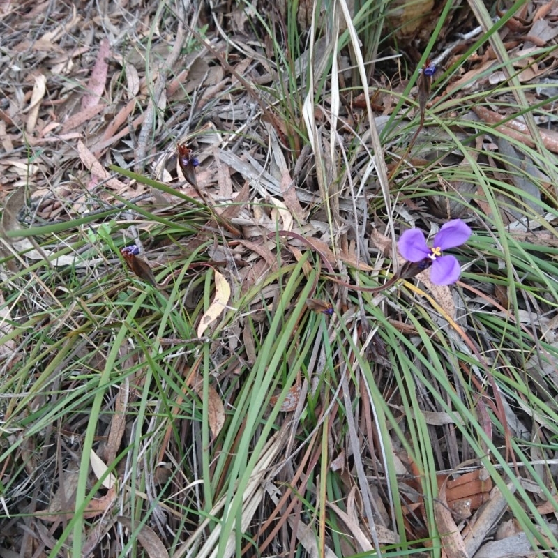 Patersonia sp.