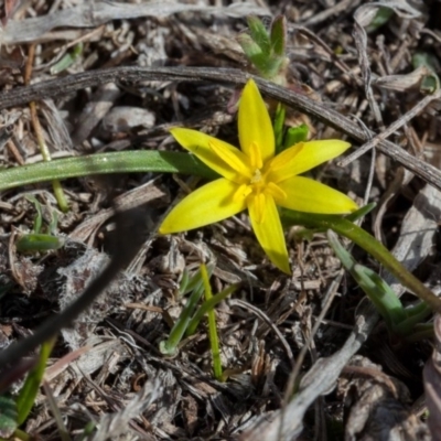 Pauridia vaginata