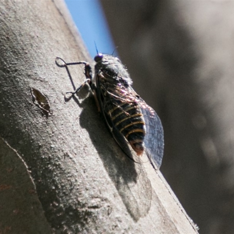 Female