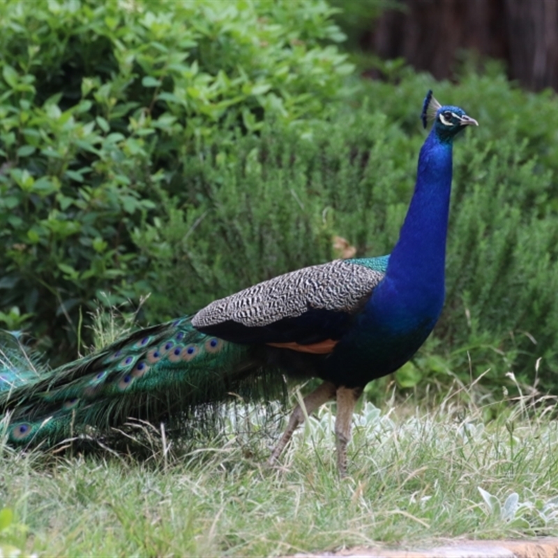 Pavo cristatus