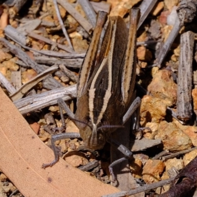 Apotropis tricarinata