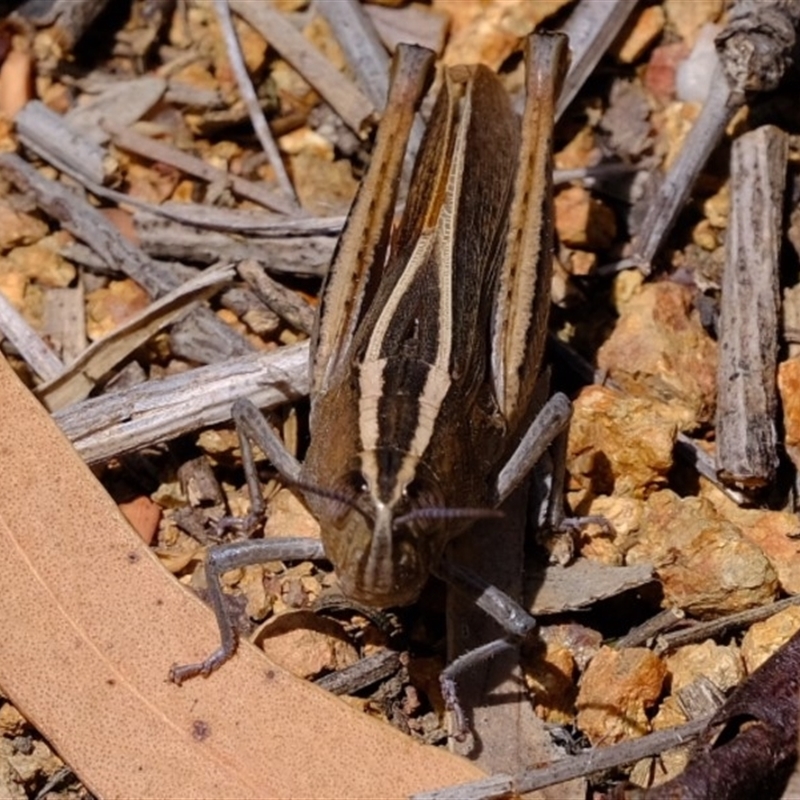 Apotropis tricarinata