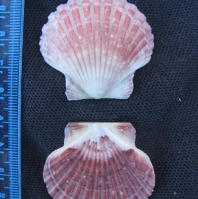 Pecten (Pecten) fumatus