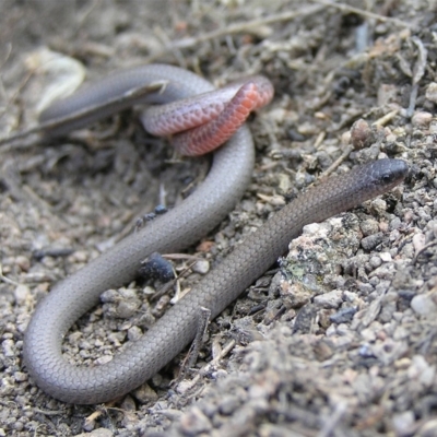 Aprasia parapulchella