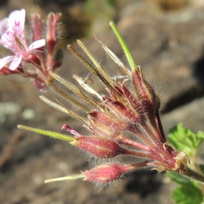 Pelargonium australe