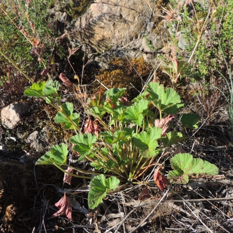 Pelargonium australe