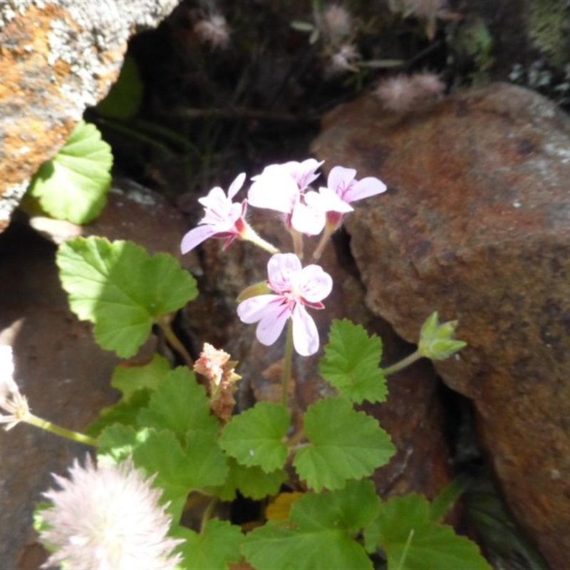 Pelargonium inodorum