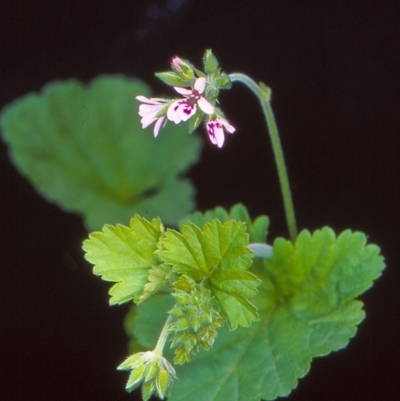 Pelargonium inodorum