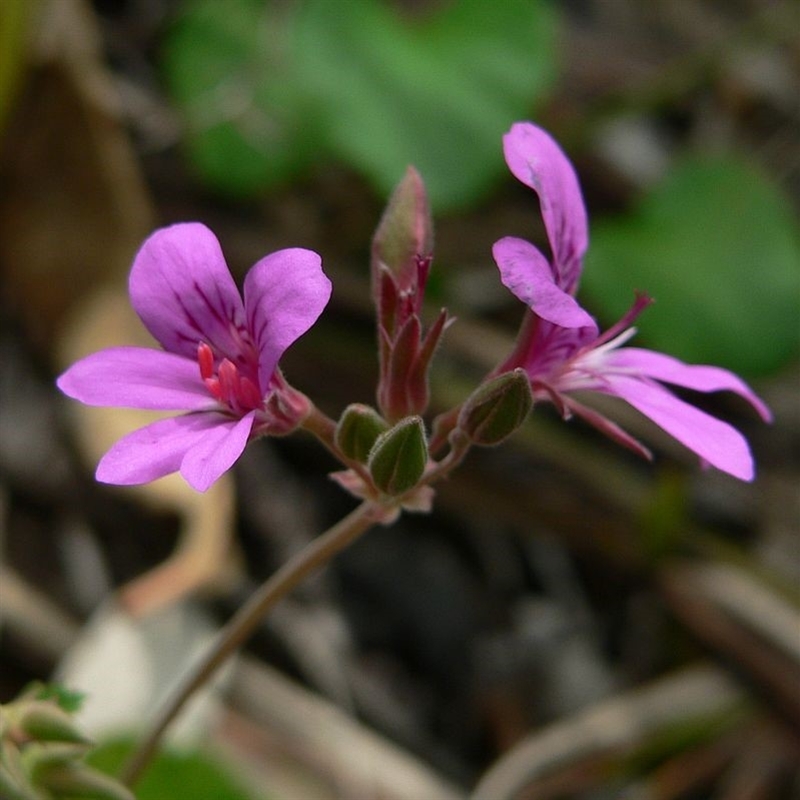 Pelargonium rodneyanum