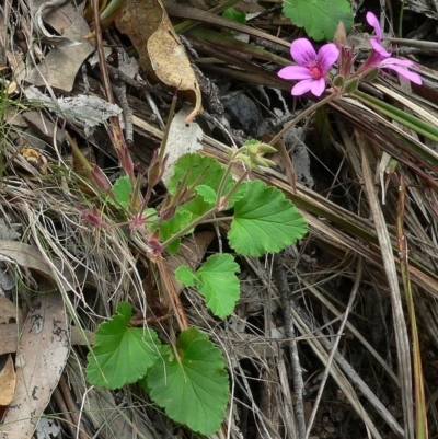 Pelargonium rodneyanum