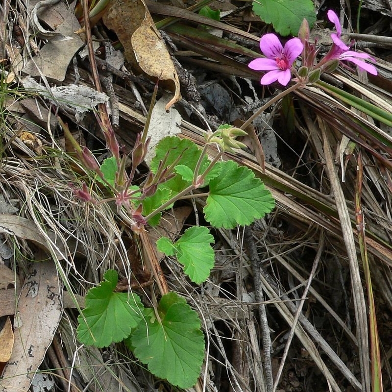 Pelargonium rodneyanum