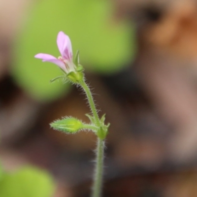 Pelargonium sp.