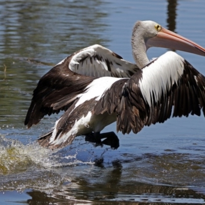 Pelecanus conspicillatus