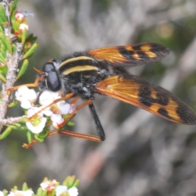 Pelecorhynchus flavipennis