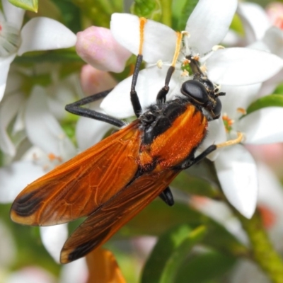 Pelecorhynchus fulvus