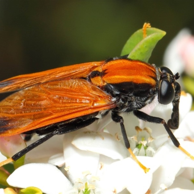 Pelecorhynchus fulvus