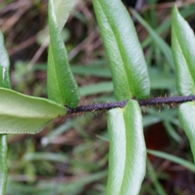 Pellaea falcata