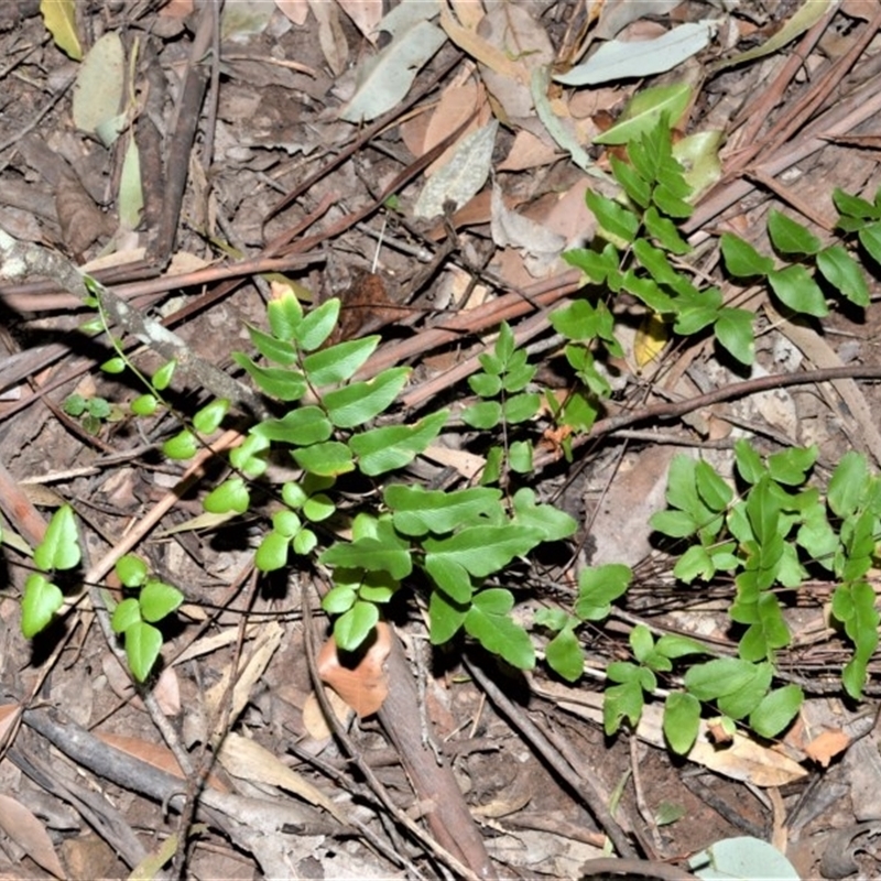 Pellaea viridis