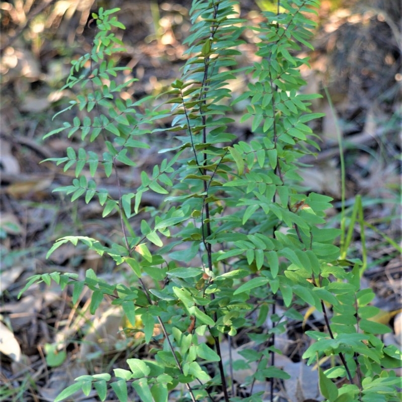 Pellaea viridis