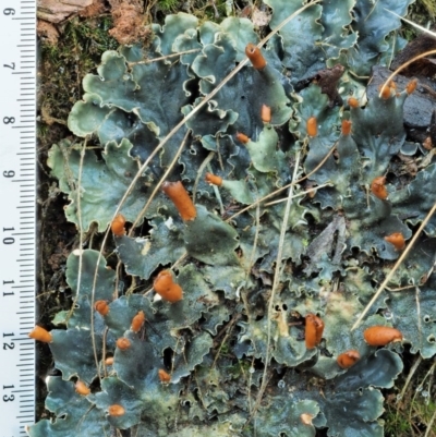 Peltigera