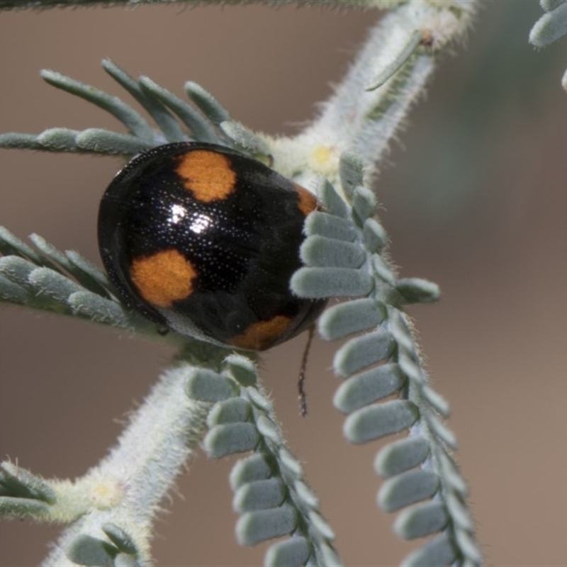 Peltoschema tetraspilota